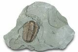 Flexicalymene Trilobite Fossil - Indiana #289051-3